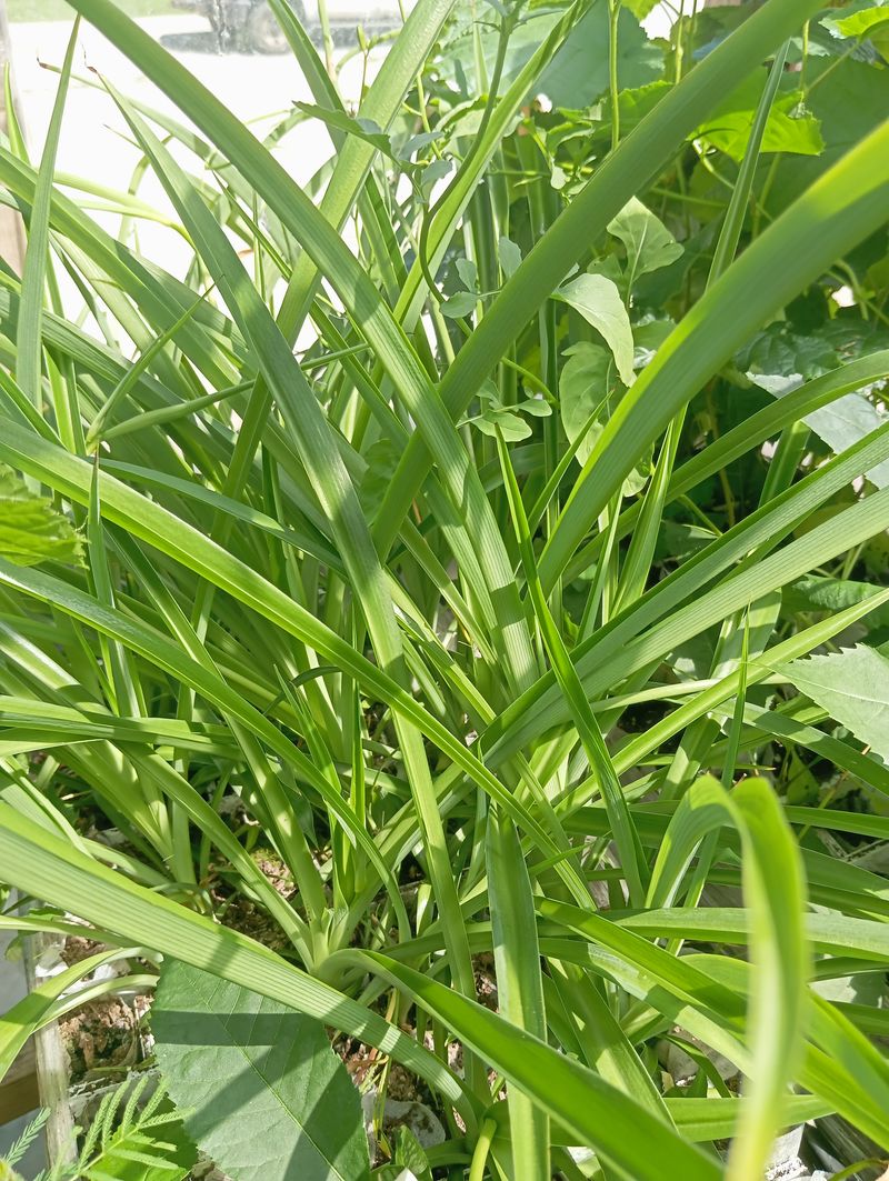 Chlorophytum comosum